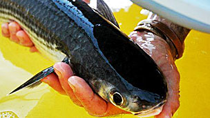 Atribuyen al cambio climático la presencia de peces más pequeños