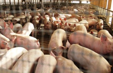 Corte de Talca establece que empresa faenadora de cerdos Coexca vulnera derecho a vivir en un medio ambiente libre de contaminación en población de San Javier