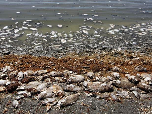 La marea roja deja miles de peces muertos en las costas de Florida