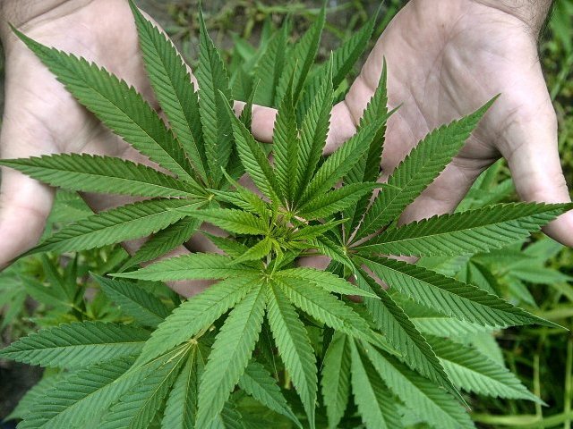 La «guerra contra las drogas» podría terminar en Uruguay