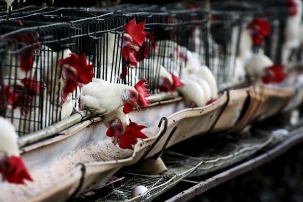 México: más de 700.000 aves tendrán que ser sacrificadas por brote de gripe aviar