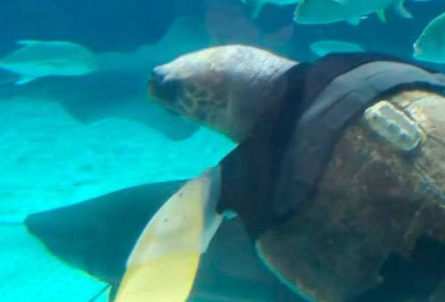 La tortuga que volvió a nadar con prótesis