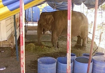 Declaran culpable a representante de circo Los Tachuelas por «maltrato animal» de elefanta Ramba