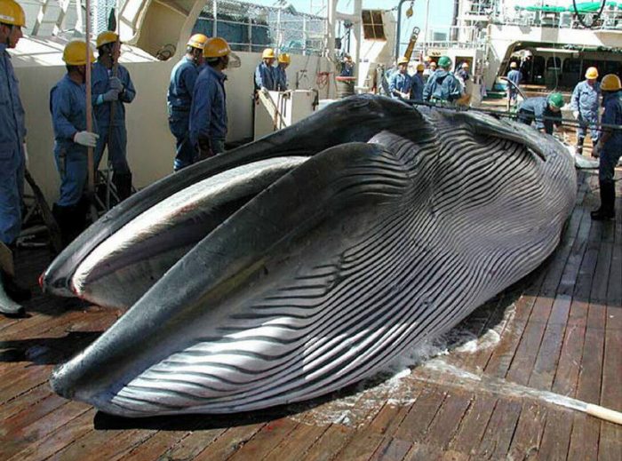 Japón finaliza temporada de caza de ballenas con su menor índice de capturas