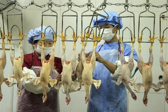 Ascienden a 21 las muertes por el nuevo virus de gripe aviar en China