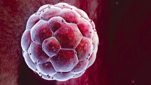 Anuncian avance en la creación de embriones humanos por clonación