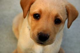 Pacto Animal prepara magno evento a beneficio para sus amigos caninos