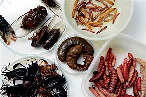 Insectos a la carta: la FAO destaca que son altamente nutritivos y ricos en proteínas