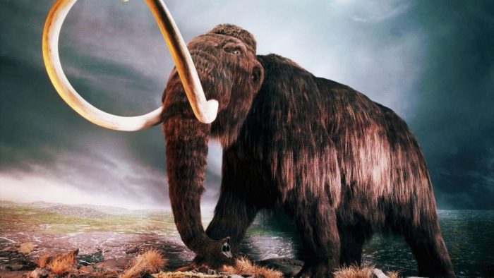 Volver a la era del hielo: científicos descubren sangre líquida en el cadáver de un mamut