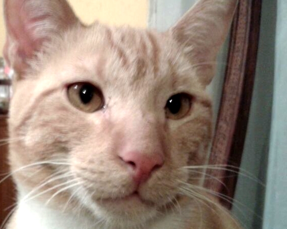 En Rusia detienen a gato contrabandista dentro de una cárcel