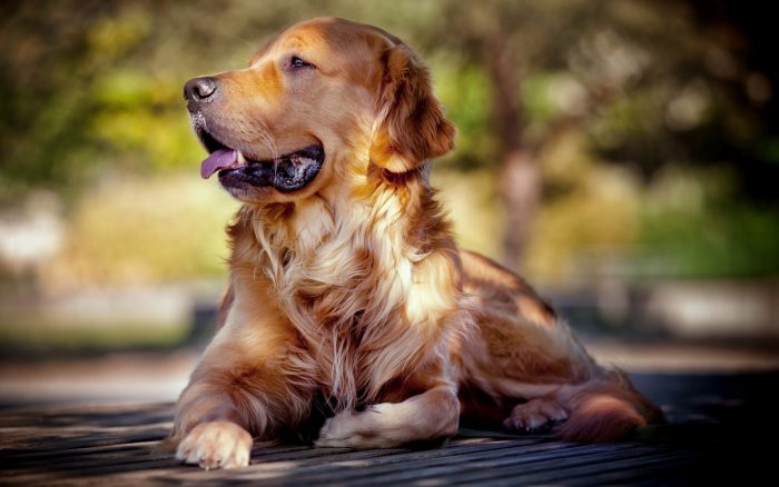 El mito de los siete años del perro