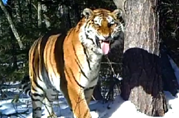 La BBC capta a un tigre siberiano a menos de 40 grados