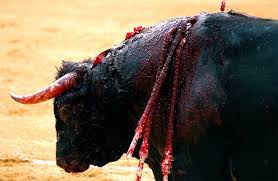 Prohíben corridas de toros en la ciudad mexicana de Veracruz
