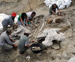 Piezas fósiles de dos dinosaurios peleando se subastará en Nueva York