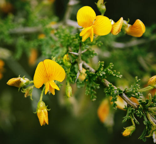 Este viernes lanzan nuevo sitio de la Enciclopedia de la Flora Chilena