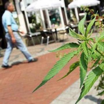Plantas de marihuana brotan en jardines, macetas y zonas verdes de una ciudad alemana