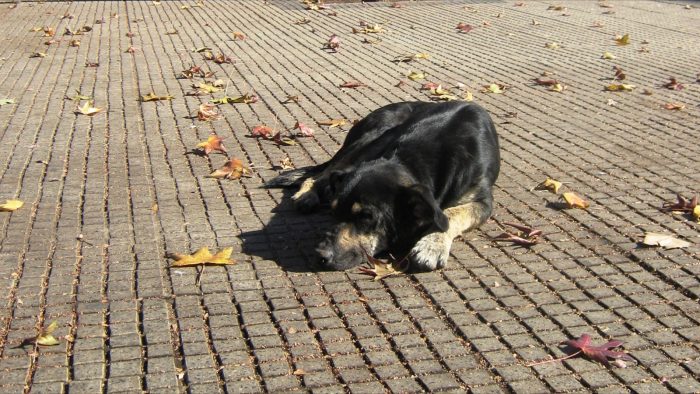Intendencia Metropolitana lanza inédito programa de control de sobrepoblación de perros