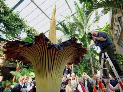 Se abre la flor más grande y apestosa del mundo