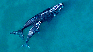 El misterio de las ballenas muertas en Argentina
