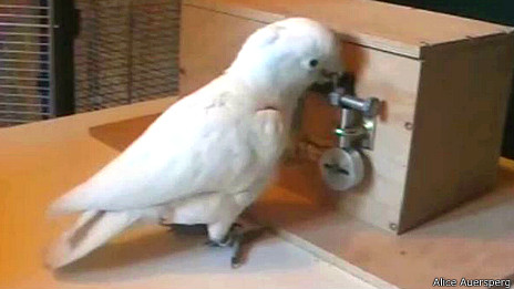 Cómo las cacatúas aprenden a resolver problemas e innovar