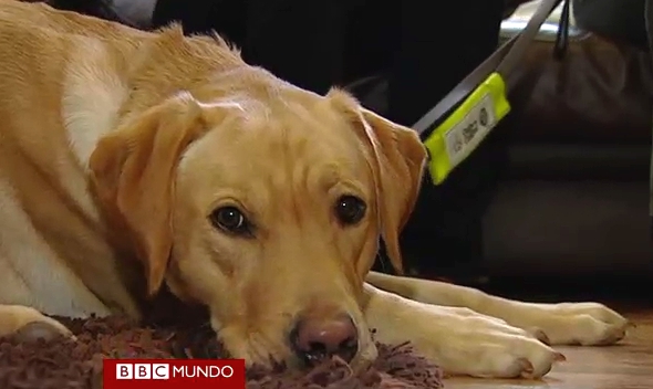 Los perros que trabajan con personas con demencia