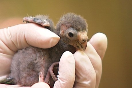 Muestran evidencia de uno de los pájaros «más misteriosos del mundo»