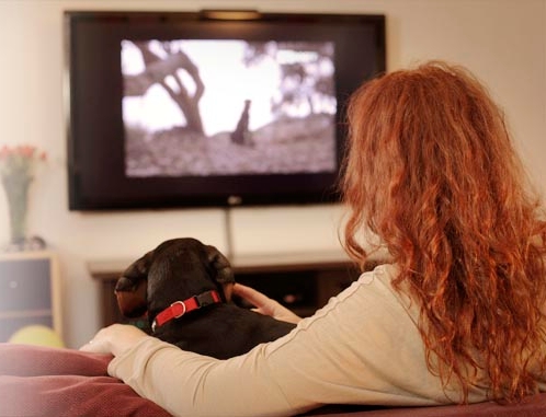 Un canal de televisión para perros, el ultimo grito en ocio canino