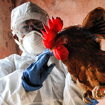 Detectan primer caso de transmisión humana de variante de gripe aviar