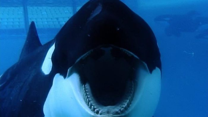 Documental sobre «orca asesina» de Orlando levanta polémica sobre el cautiverio de animales