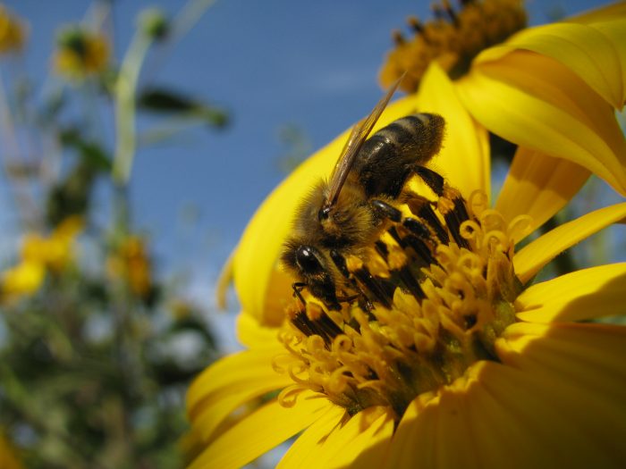 El colapso de las abejas de la miel preocupa a los científicos