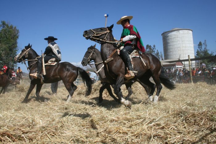 ProAnimal Chile denuncia maltrato de caballos en celebración de Fiestas Patrias en el Estadio Nacional