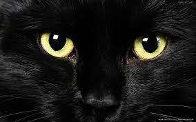 La mala suerte de los gatos negros