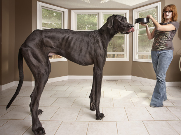 Fotos: Muere «Giant George», el perro más grande del mundo