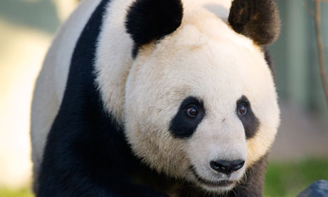 Osa panda del zoológico de Edimburgo pierde a su cría