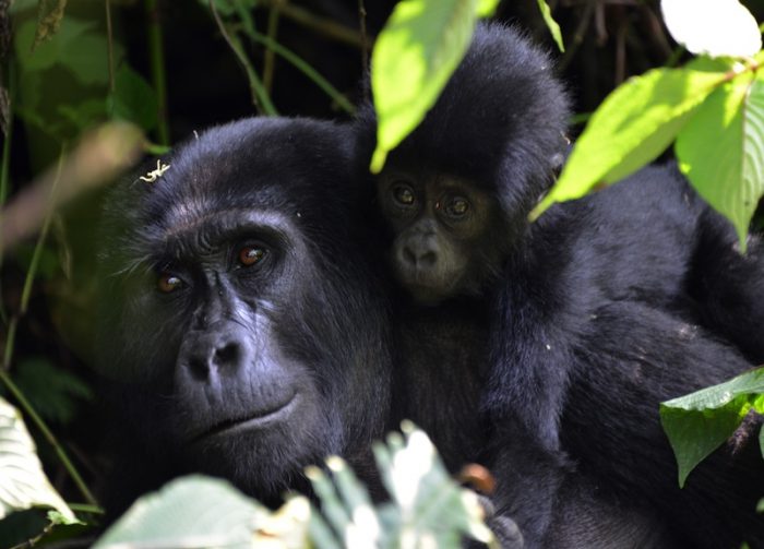 La veterinaria que protege a gorilas de enfermedades de humanos