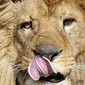Un león mata a una leona frente a los visitantes en zoológico de Texas