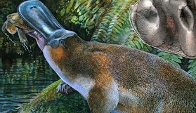 Encuentran restos fósiles de un ornitorrinco gigante en Australia