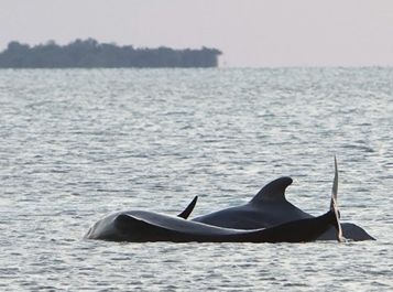 En el sur de Florida ya son 10 las ballenas muertas y otras 40 siguen varadas en la costa
