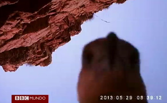 El águila que «robó» una cámara y grabó su viaje de 110 kilómetros