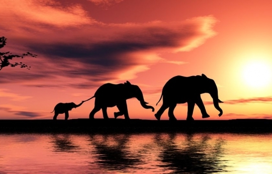 Desaparecerán un quinto de los elefantes de África