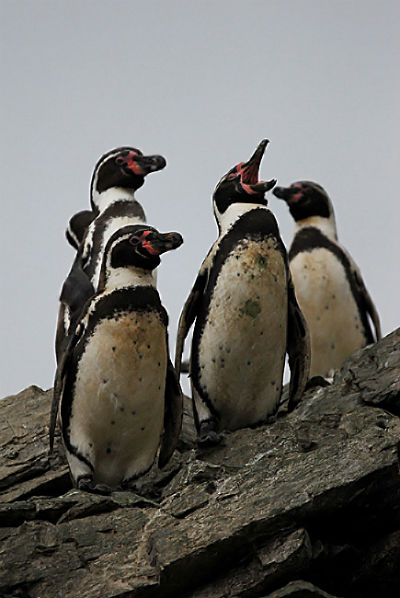 pinguinos de Humboldt