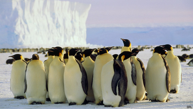 Los pingüinos se mueven en grupo como los autos en un taco