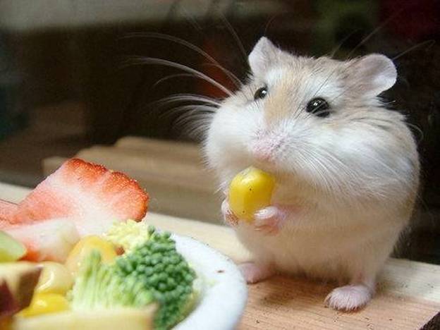 Científicos suizos descubren un gen que frena la obesidad en ratones