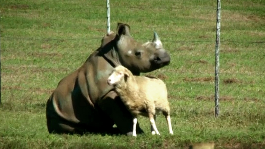 Las ovejas que salvan la vida a los cachorros de rinoceronte