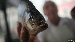 Argentina: más de 60 heridos por ataque de peces similares a las pirañas