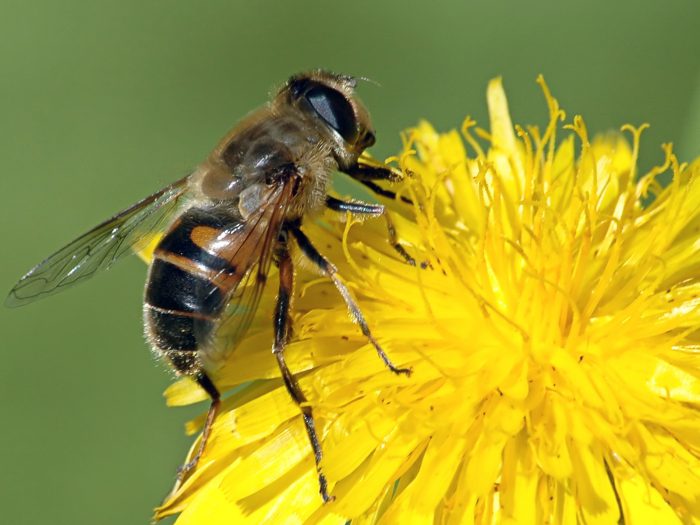 La escasez de abejas amenaza a los cultivos en Europa