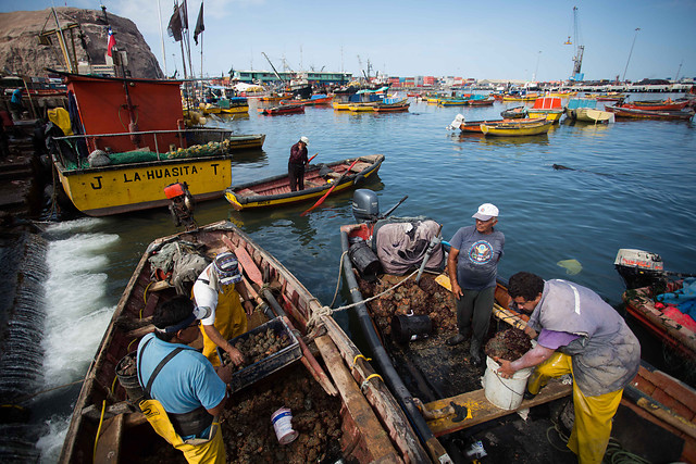 Pescadores de Arica advierten graves perjuicios si el fallo de La Haya es adverso a Chile