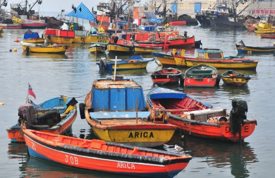 Pescadores de Arica aseguran que fallo de La Haya los afectará hasta en un 35%