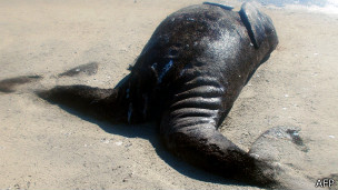 Hallan inusuales ballenas siamesas en México