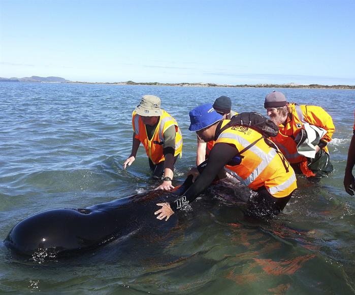 Salvan ocho ballenas y mueren otras cinco varadas en playa de Nueva Zelanda